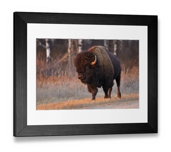 Framed Print : Canada, Manitoba, Riding Mountain National Park. Close-up of male American plains bison