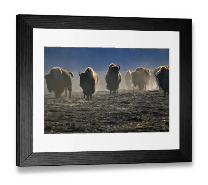 Framed Print : Canada, Manitoba, Riding Mountain National Park. Herd of American plains bison on burned Framed Print : Canada, Manitoba, Riding Mountain National Park. Herd of American plains bison on burned