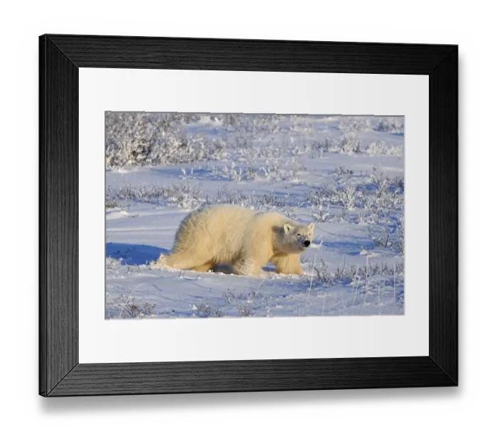 Framed Print : Canada, Manitoba, Churchill. Polar bear walking through snow in evening light Framed Print : Canada, Manitoba, Churchill. Polar bear walking through snow in evening light