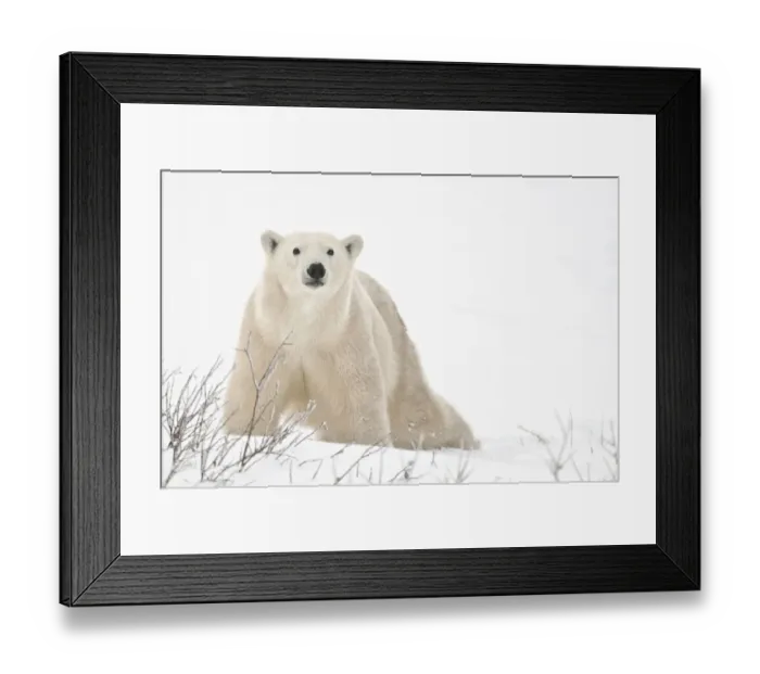 Framed Print : Canada, Manitoba, Churchill. Polar bear on frozen tundra