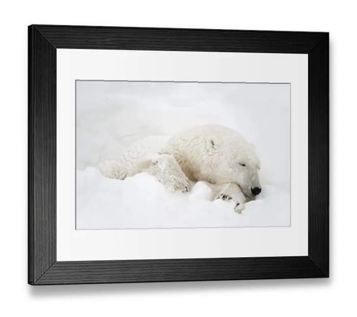 Framed Print : Canada, Manitoba, Churchill. Polar bear sleeping in snow Framed Print : Canada, Manitoba, Churchill. Polar bear sleeping in snow