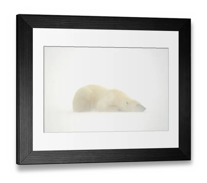Framed Print : Canada, Manitoba, Churchill. Polar bear sleeping on snow in fog Framed Print : Canada, Manitoba, Churchill. Polar bear sleeping on snow in fog