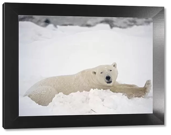 Canada, Manitoba, Churchill. Polar bear resting in snow