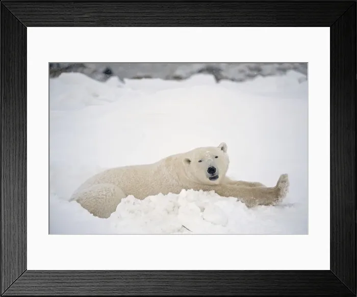 Framed Print : Canada, Manitoba, Churchill. Polar bear resting in snow