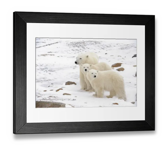 Framed Print : Canada, Manitoba, Churchill. Mother polar bear and two cubs Framed Print : Canada, Manitoba, Churchill. Mother polar bear and two cubs