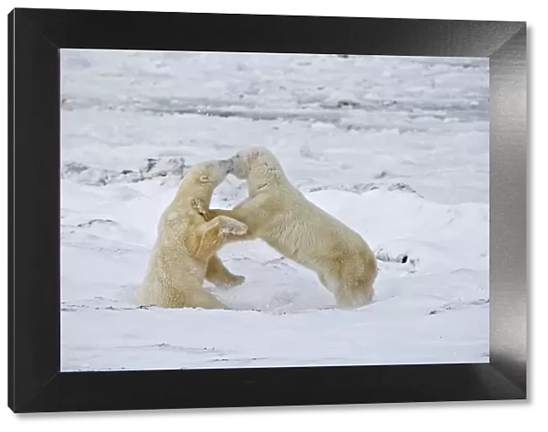 Canada, Manitoba, Churchill. Young polar bears sparring