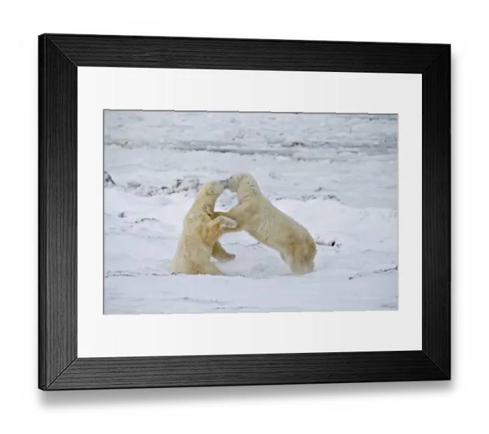 Framed Print : Canada, Manitoba, Churchill. Young polar bears sparring Framed Print : Canada, Manitoba, Churchill. Young polar bears sparring