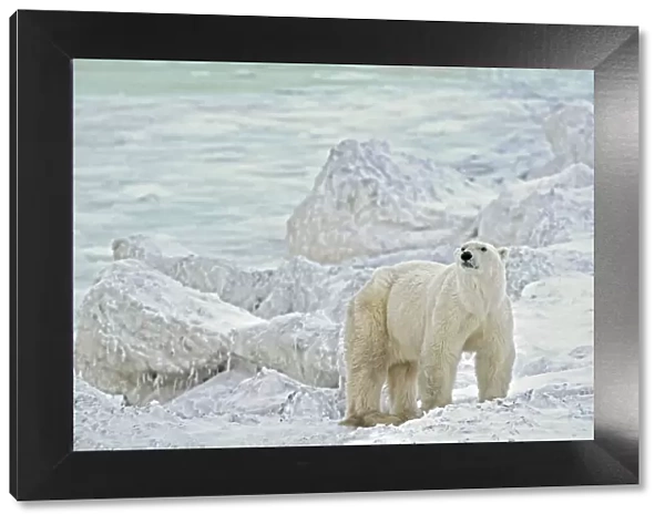 Canada, Manitoba, Churchill. Polar bear on rocky frozen tundra