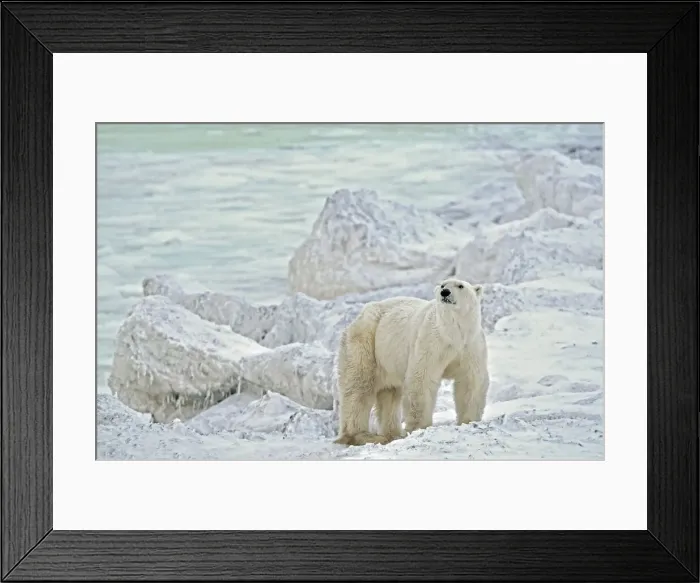 Framed Print : Canada, Manitoba, Churchill. Polar bear on rocky frozen tundra