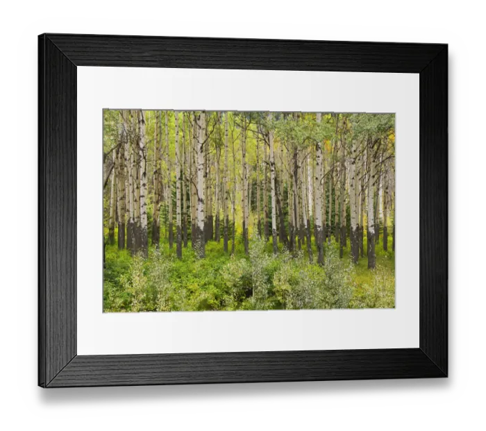 Framed Print : Canada, Alberta, Banff National Park. Trembling aspen tree forest