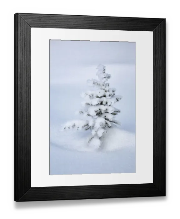Framed Print : Canada, Alberta, Jasper National Park, Tiny, snow-covered fir tree Framed Print : Canada, Alberta, Jasper National Park, Tiny, snow-covered fir tree