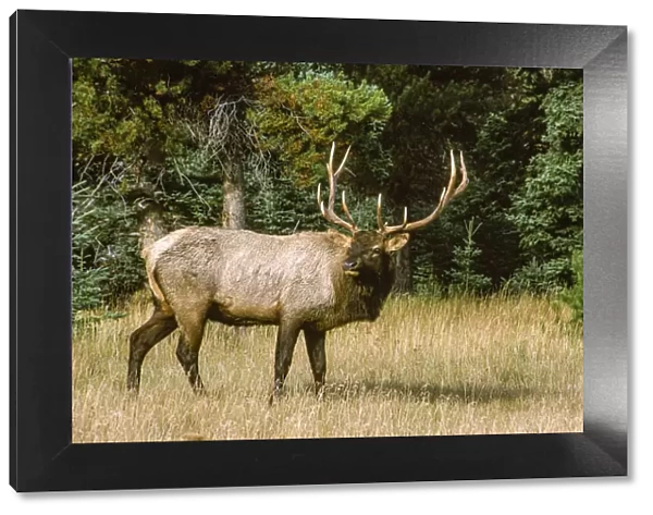 Bull elk with huge rack, Banff National Park, Canada