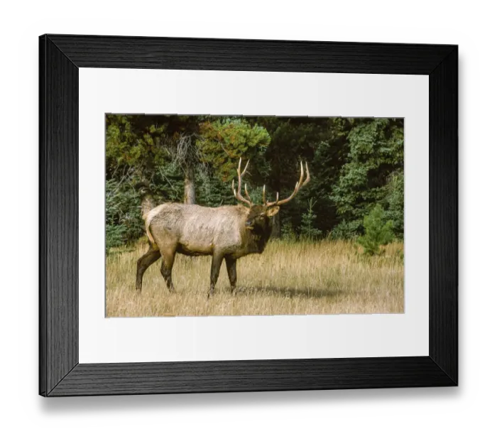 Framed Print : Bull elk with huge rack, Banff National Park, Canada Framed Print : Bull elk with huge rack, Banff National Park, Canada