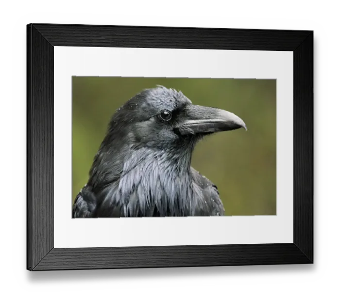 Framed Print : Canada, Alberta, Banff National Park. Common raven close-up Framed Print : Canada, Alberta, Banff National Park. Common raven close-up