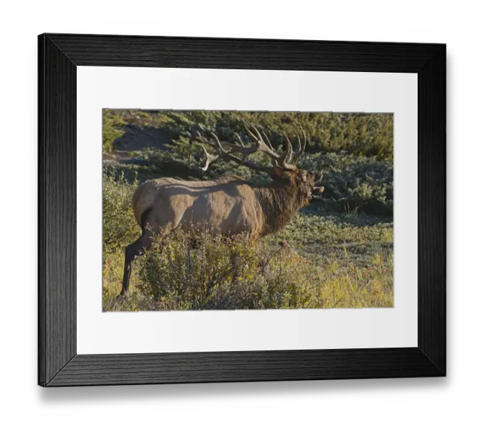 Framed Print : Canada, Alberta, Jasper National Park. Bull elk next to Athabasca River Framed Print : Canada, Alberta, Jasper National Park. Bull elk next to Athabasca River
