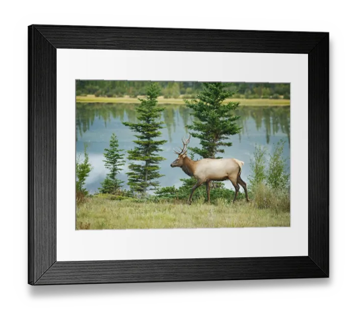 Framed Print : Canada, Alberta, Jasper National Park. Bull elk next to Athabasca River Framed Print : Canada, Alberta, Jasper National Park. Bull elk next to Athabasca River