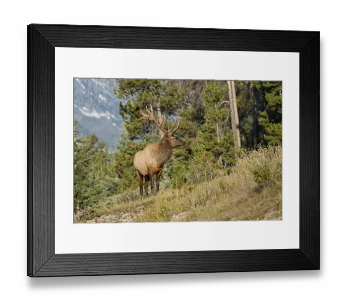 Framed Print : Canada, Alberta, Jasper National Park. Bull elk on mountain Framed Print : Canada, Alberta, Jasper National Park. Bull elk on mountain