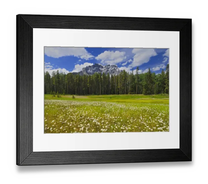 Framed Print : Canada, Alberta, Banff National Park. Landscape with field of common daisies Framed Print : Canada, Alberta, Banff National Park. Landscape with field of common daisies