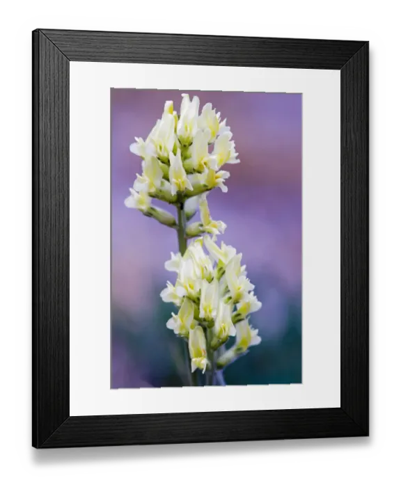 Framed Print : Canada, Alberta, Jasper National Park. White and yellow locoweed blossoms Framed Print : Canada, Alberta, Jasper National Park. White and yellow locoweed blossoms