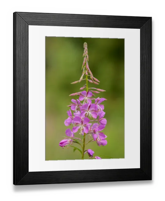 Framed Print : Canada, Alberta, Banff National Park. Pink fireweed flowers close-up Framed Print : Canada, Alberta, Banff National Park. Pink fireweed flowers close-up