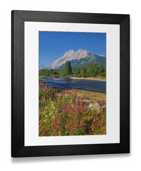 Framed Print : Canada, Alberta, Kananaskis Country. Landscape with mountain, stream and fireweed flowers Framed Print : Canada, Alberta, Kananaskis Country. Landscape with mountain, stream and fireweed flowers