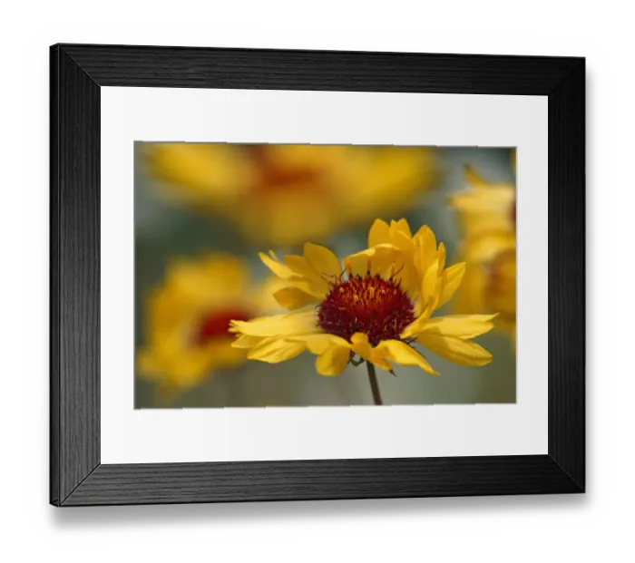 Framed Print : Canada, Alberta, Jasper National Park. Brown-eyed Susan flower close-up Framed Print : Canada, Alberta, Jasper National Park. Brown-eyed Susan flower close-up