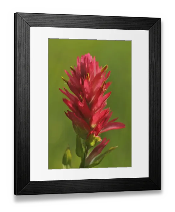 Framed Print : Canada, Alberta, Banff National Park. Indian paintbrush flower close-up Framed Print : Canada, Alberta, Banff National Park. Indian paintbrush flower close-up