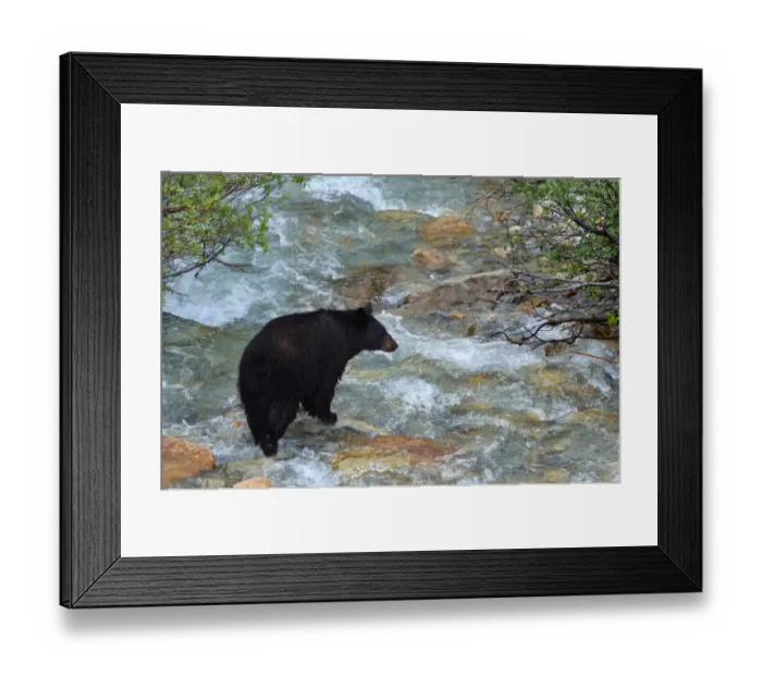 Framed Print : Canada, Alberta, Banff National Park. American black bear sow crossing creek Framed Print : Canada, Alberta, Banff National Park. American black bear sow crossing creek