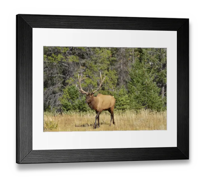 Framed Print : Canada, Alberta, Jasper National Park. Male elk walking