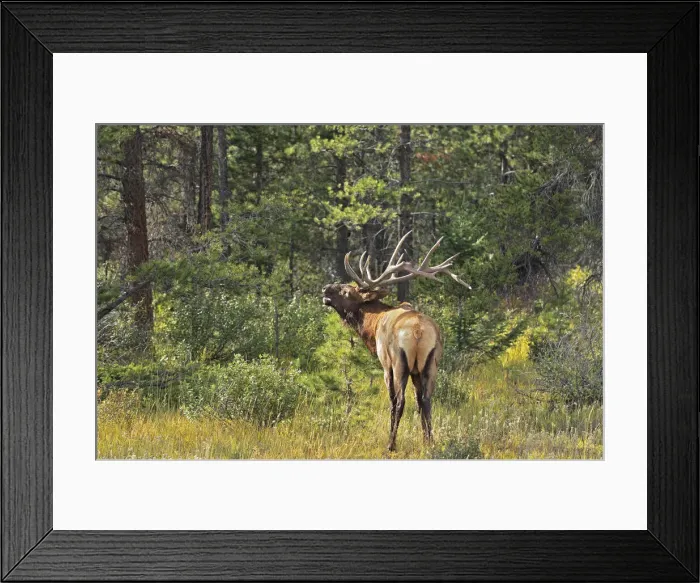 Framed Print : Canada, Alberta, Jasper National Park. Male elk calling Framed Print : Canada, Alberta, Jasper National Park. Male elk calling