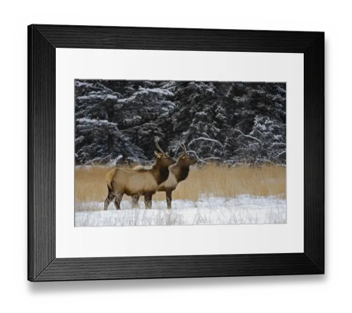 Framed Print : Canada, Alberta, Banff National Park. Female elks in snowy field Framed Print : Canada, Alberta, Banff National Park. Female elks in snowy field