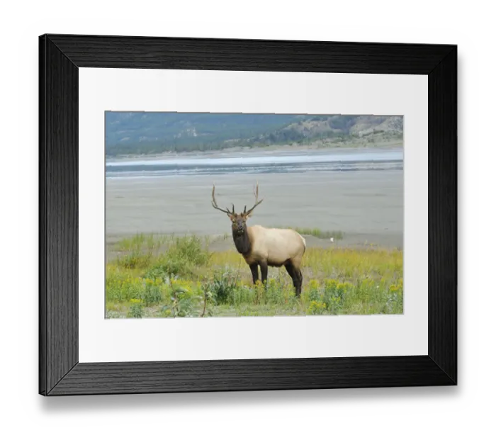 Framed Print : Canada, Alberta, Jasper National Park. Male elk in field Framed Print : Canada, Alberta, Jasper National Park. Male elk in field