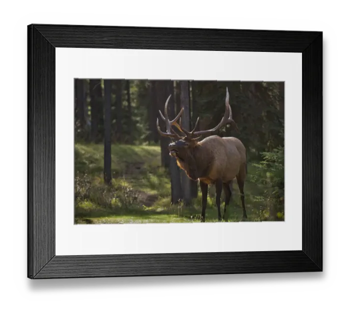 Framed Print : Canada, Alberta, Jasper National Park. Male elk calling