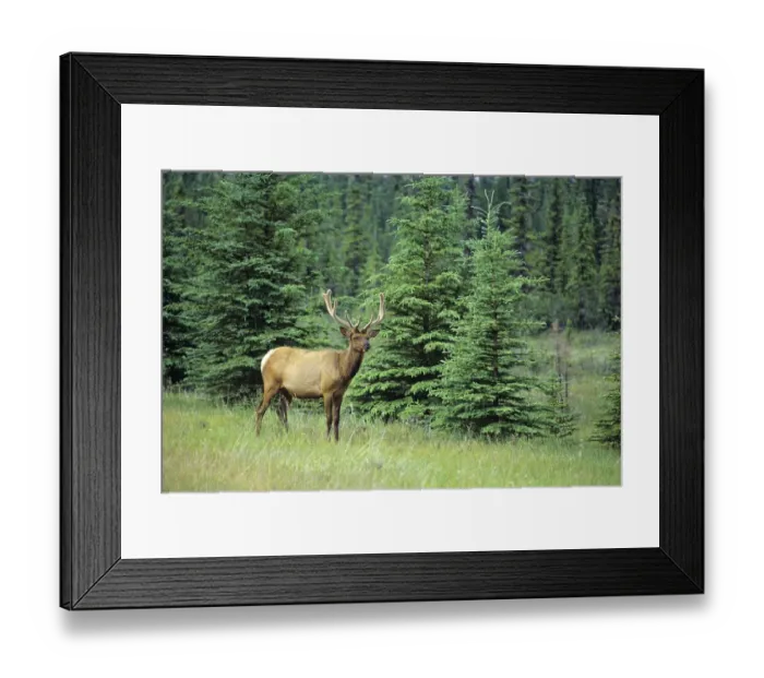 Framed Print : Canada, Alberta, Jasper National Park. Male elk in field Framed Print : Canada, Alberta, Jasper National Park. Male elk in field