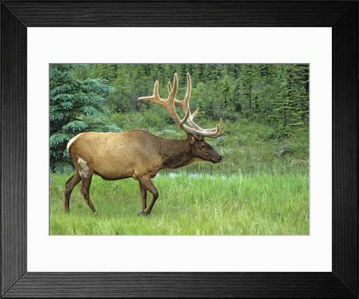 Framed Print : Canada, Alberta, Jasper National Park. Male elk walking
