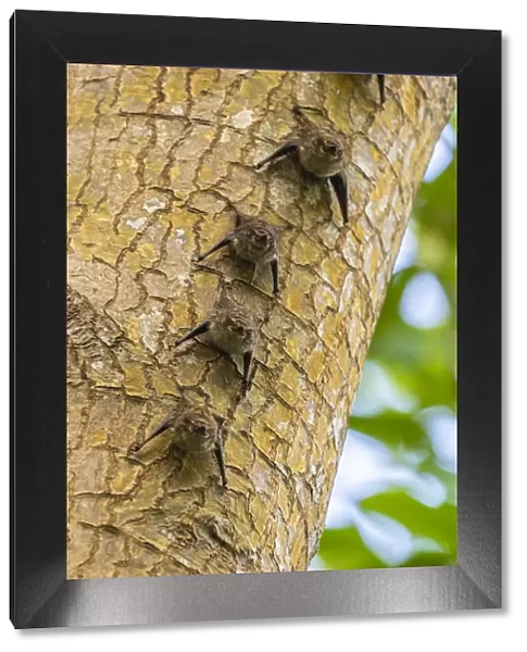 Caribbean, Trinidad, Caroni Swamp. Bats lined up on tree