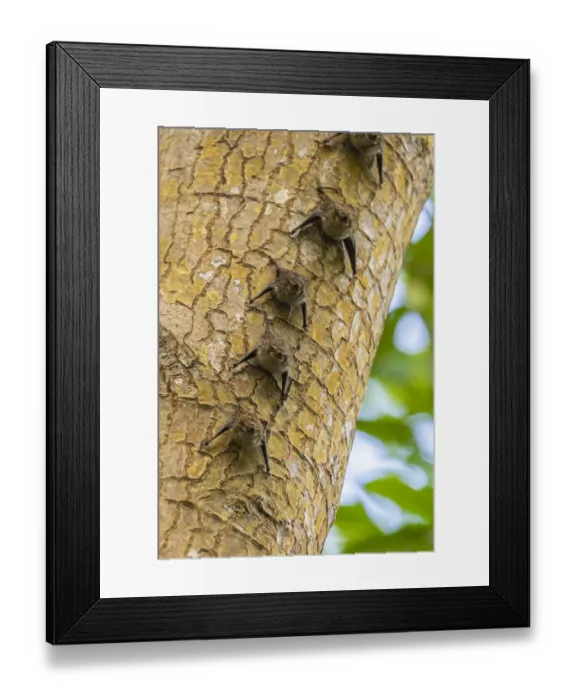 Framed Print : Caribbean, Trinidad, Caroni Swamp. Bats lined up on tree Framed Print : Caribbean, Trinidad, Caroni Swamp. Bats lined up on tree