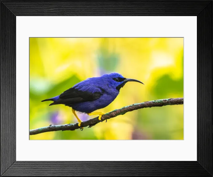 Framed Print : Caribbean, Trinidad, Asa Wright Nature Center. Male purple honeycreeper on limb Framed Print : Caribbean, Trinidad, Asa Wright Nature Center. Male purple honeycreeper on limb