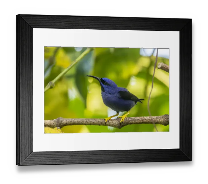 Framed Print : Caribbean, Trinidad, Asa Wright Nature Center. Male purple honeycreeper on limb