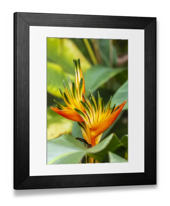 Framed Print : Caribbean, Trinidad, Asa Wright Nature Center. Bird of paradise blossom Framed Print : Caribbean, Trinidad, Asa Wright Nature Center. Bird of paradise blossom