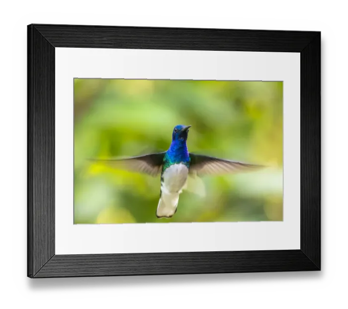 Framed Print : Caribbean, Trinidad, Asa Wright Nature Center. Male white-necked jacobin hummingbird Framed Print : Caribbean, Trinidad, Asa Wright Nature Center. Male white-necked jacobin hummingbird