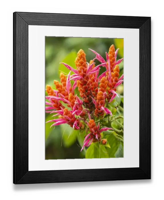 Framed Print : Caribbean, Trinidad, Asa Wright Nature Center. Orange and pink flower blossoms Framed Print : Caribbean, Trinidad, Asa Wright Nature Center. Orange and pink flower blossoms