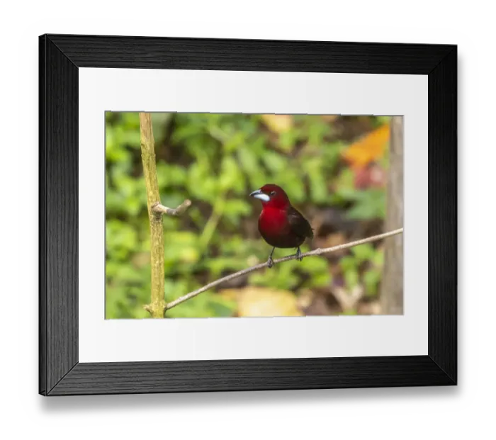 Framed Print : Caribbean, Trinidad, Asa Wright Nature Center. Silver-beaked tanager bird on limb Framed Print : Caribbean, Trinidad, Asa Wright Nature Center. Silver-beaked tanager bird on limb