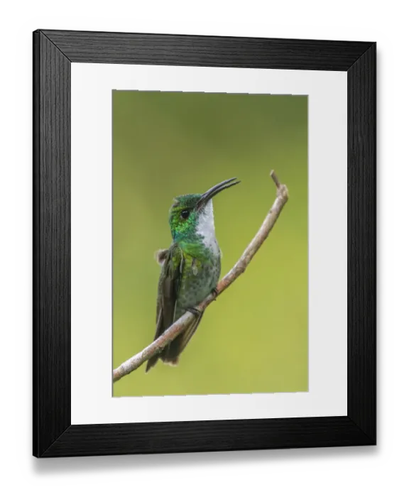 Framed Print : Caribbean, Trinidad, Asa Wright Nature Center. White-chested emerald hummingbird on limb Framed Print : Caribbean, Trinidad, Asa Wright Nature Center. White-chested emerald hummingbird on limb