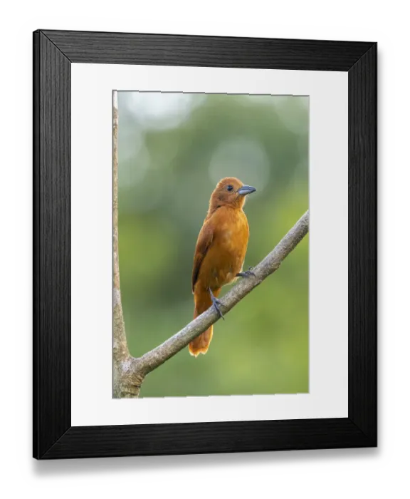 Framed Print : Caribbean, Trinidad, Asa Wright Nature Center. Female white-lined tanager bird on limb Framed Print : Caribbean, Trinidad, Asa Wright Nature Center. Female white-lined tanager bird on limb
