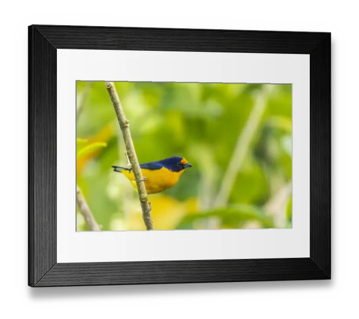 Framed Print : Caribbean, Trinidad, Asa Wright Nature Center. Euphonia bird on limb Framed Print : Caribbean, Trinidad, Asa Wright Nature Center. Euphonia bird on limb