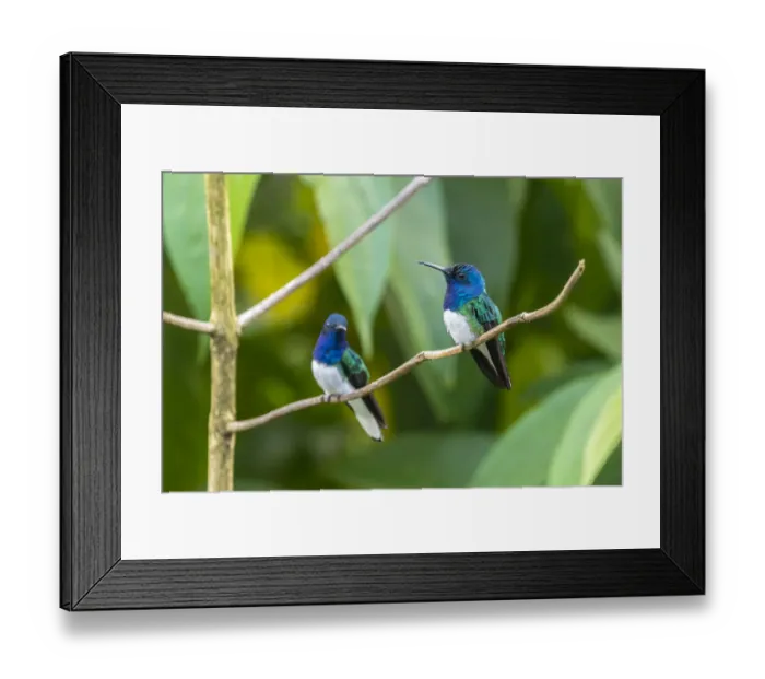 Framed Print : Caribbean, Trinidad, Asa Wright Nature Center. Male white-necked jacobin hummingbirds Framed Print : Caribbean, Trinidad, Asa Wright Nature Center. Male white-necked jacobin hummingbirds