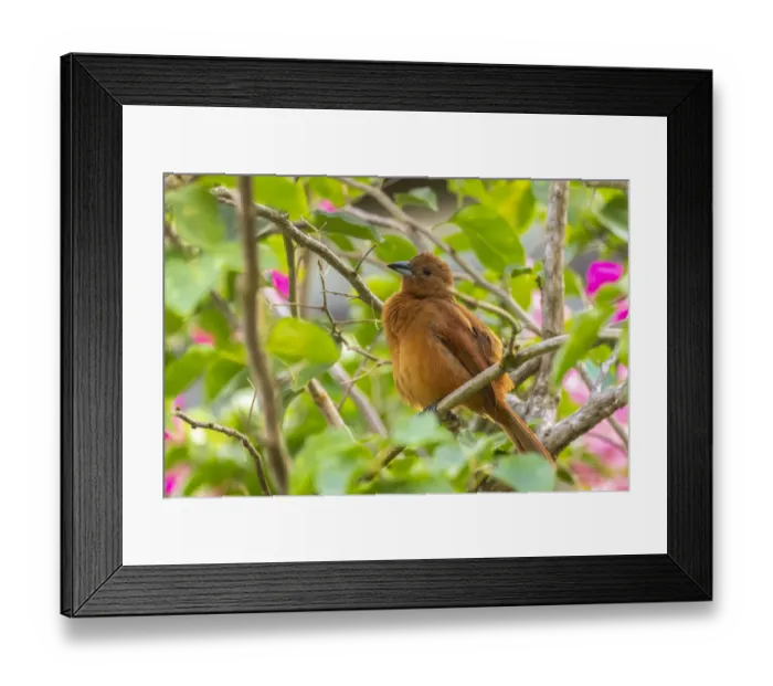 Framed Print : Caribbean, Trinidad, Asa Wright Nature Center. Female white-lined tanager bird on limb