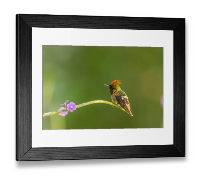 Framed Print : Caribbean, Trinidad, Asa Wright Nature Center. Male tufted coquette hummingbird