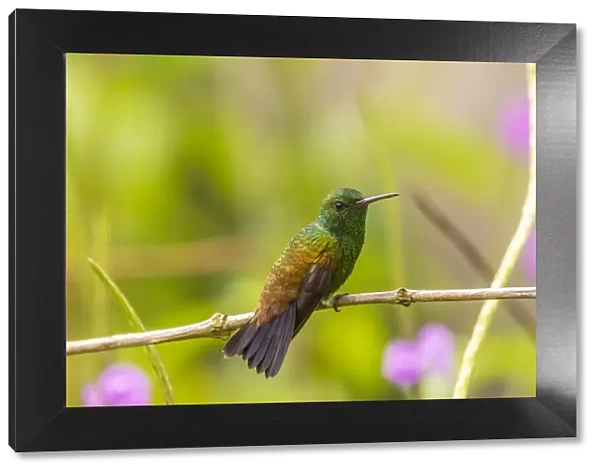 Caribbean, Trinidad, Asa Wright Nature Center. Copper-rumped hummingbird on limb